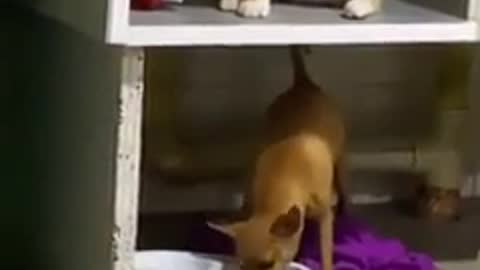 Gato no deja comer a el perro