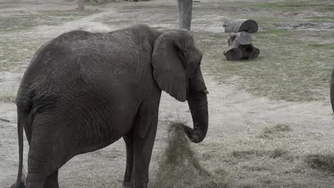 Elephant Video Footage