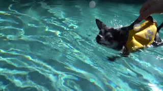 how I Teach My Dogs How To Swim