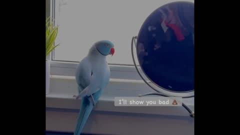 Blue Ringneck Learning New Words & Making Rough Times A Little Bit Easier