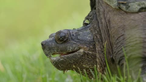 Close Up of a Common Snapping Turtle on Green Grass