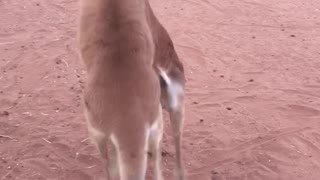 Orphan Baby Kangaroo Kickboxing