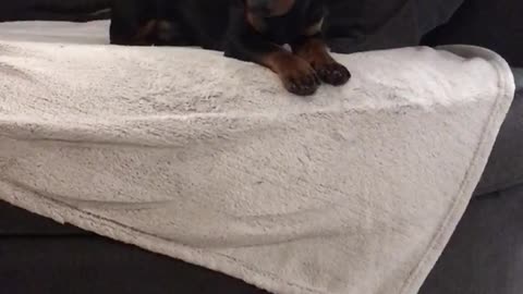 Dachshund tantrum