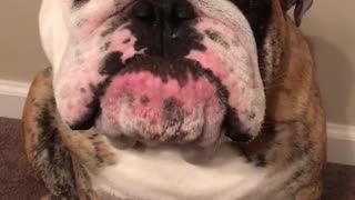 Bulldog confronta a su dueño sobre la falta de atención