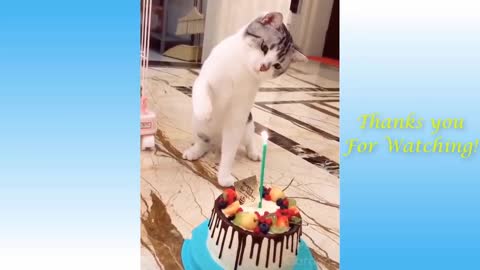 Funny And Cute Cat'S Life (Part 11) Cats And Owners Are The Best Friends Videos