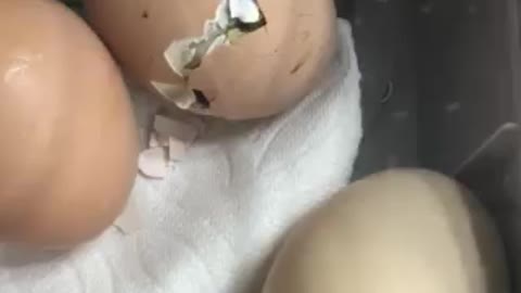 Baby Chicken Hatching