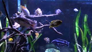 Chichlid fish Feeding time