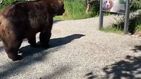 Close Encounters of the Bear Kind