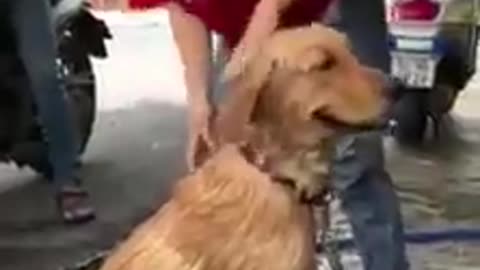 Dog feels enjoy when girl bathing for him