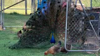 Peacock struts his stuff