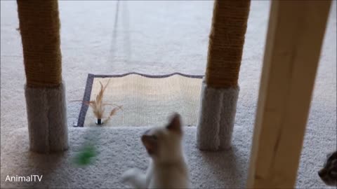Kittens Playing - Cute Compilation