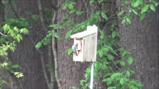 Bluebird Feeding Nestlings 05-2021