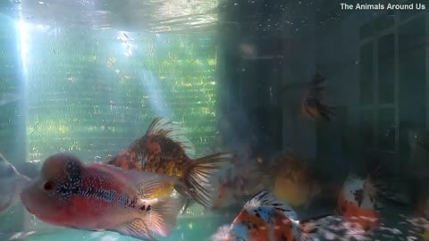 Goldfish_Flowerhorn_Fish_Cute_animals_Videos
