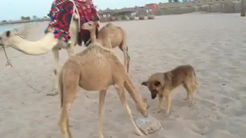 Camel and dog are friends and eating together