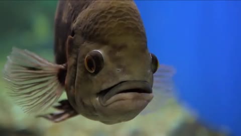 Close up of a Fish in a Aquarium