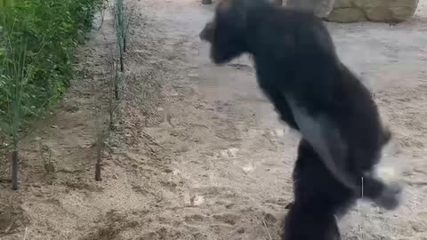 Chimpanzee dancing