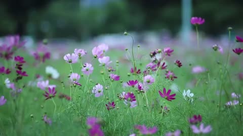 Natural gardens flower,s
