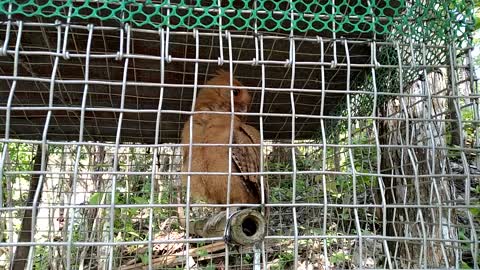 Owl in the Cage