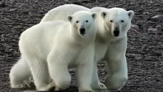 Polar bears on the Yamal Peninsula