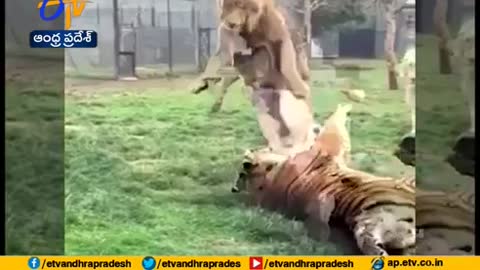 LION FIGHTS TIGER FOR HIS LIFE