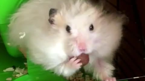Hamster fits insane number of treats inside mouth