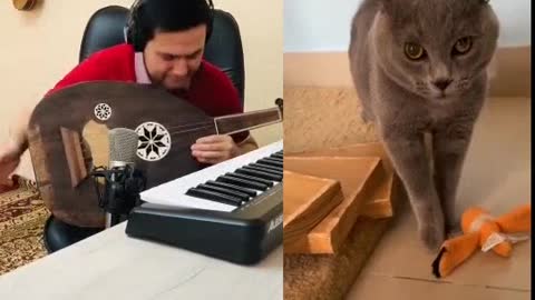 Cat singing