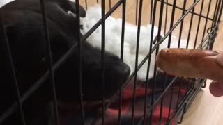 Black dog trying to eat food from cage