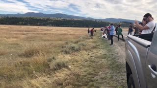 Tourists Take Pictures Dangerously Close to Bison