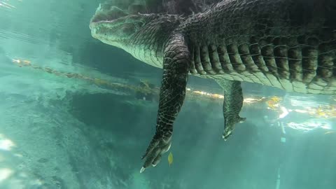 Swimming Underneath an Alligator in the Everglades