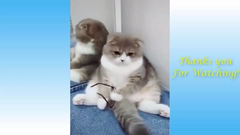 Cats Acting Funny Compilation Video