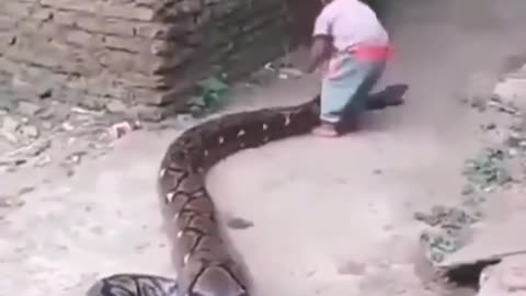 Serpiente jugando con niño peligrosamente aquien se le ocurre solo a ponerse a grabar esto por dios