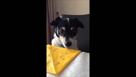 Jack Russell patiently waiting till he gets something to eat