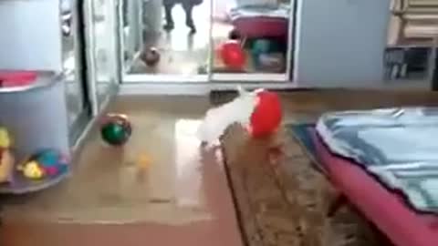 Bunny is playing with a balloon