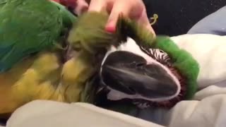 Sam the macaw cuddles