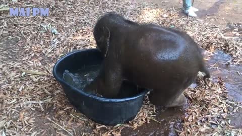 Soooo Cute Baby Elephants Videos Compilation