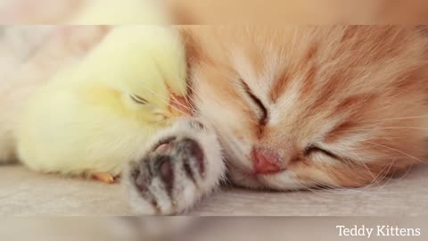 Kitten Sleeps Sweetly With The Little Cute Chicken 🐥