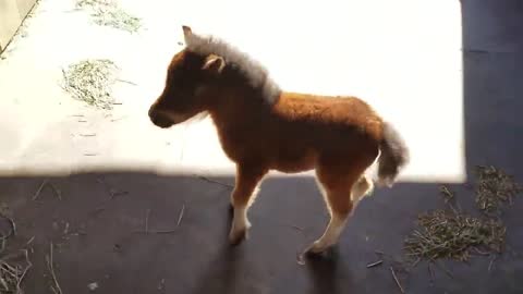 Miniature horse chasing beautiful cute owner