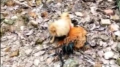 Dogs and chicken are fighting - Funny video