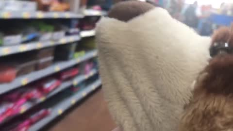 Butch the Dog goes to Walmart!