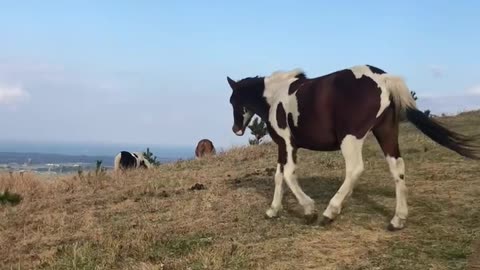 Jeju, Horses, Sky