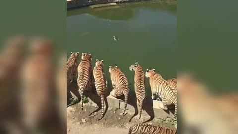 النمر عندما يصطاد Tigre attaque