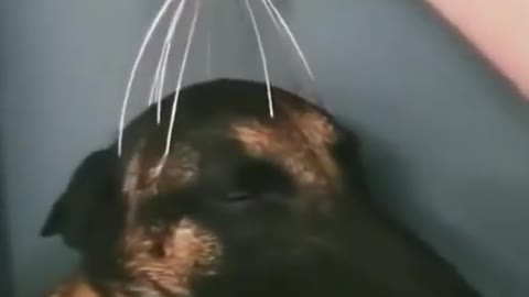 Adorable Dog given a head massage | Relaxed Dog