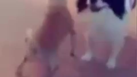 Funny dog's twerk 😭😭😭