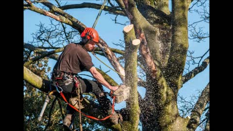 Scaife's Tree Service - (501) 200-3087