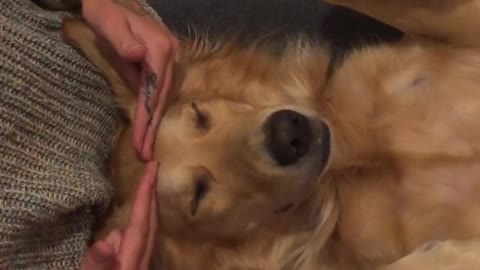 Golden Retriever Super Relaxed For Massage Time