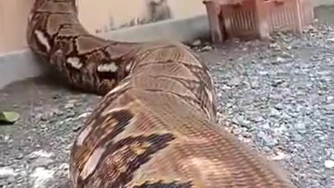 biggest python in the world