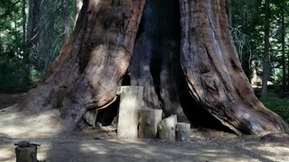 Sequoia Red Wood