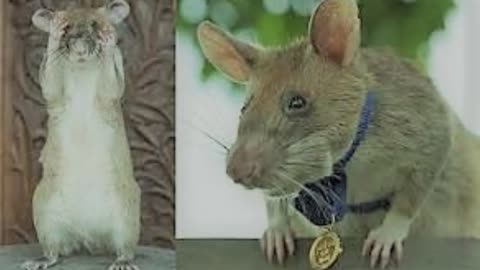 watch: hero rat retired