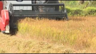 Rice Harvesting Machine