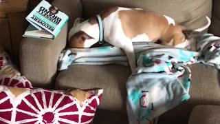 Dog hiding bone with her favorite blankie